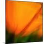 Orange Glory-Ursula Abresch-Mounted Photographic Print