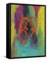 Orange Graffiti II-Joyce Combs-Framed Stretched Canvas