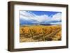 Orange Grape Leaves in Autumn Vineyard, Red Mountain, Benton City, Washington State-William Perry-Framed Photographic Print