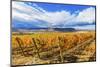 Orange Grape Leaves in Autumn Vineyard, Red Mountain, Benton City, Washington State-William Perry-Mounted Photographic Print