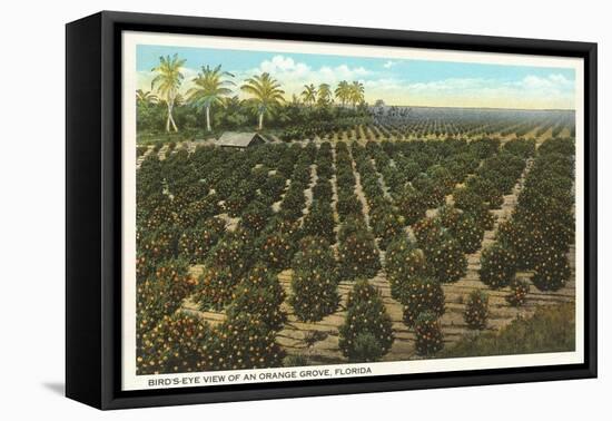 Orange Grove, Florida-null-Framed Stretched Canvas