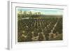 Orange Grove, Florida-null-Framed Art Print