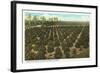 Orange Grove, Florida-null-Framed Art Print