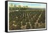 Orange Grove, Florida-null-Framed Stretched Canvas