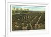 Orange Grove, Florida-null-Framed Premium Giclee Print