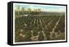 Orange Grove, Florida-null-Framed Stretched Canvas