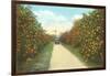 Orange Grove, Florida-null-Framed Art Print