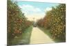 Orange Grove, Florida-null-Mounted Art Print