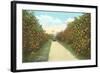 Orange Grove, Florida-null-Framed Art Print