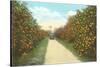 Orange Grove, Florida-null-Stretched Canvas