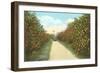 Orange Grove, Florida-null-Framed Art Print