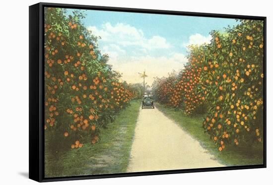 Orange Grove, Florida-null-Framed Stretched Canvas