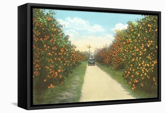 Orange Grove, Florida-null-Framed Stretched Canvas