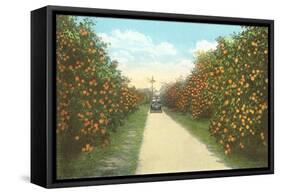 Orange Grove, Florida-null-Framed Stretched Canvas