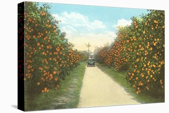 Orange Grove, Florida-null-Stretched Canvas