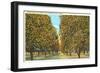 Orange Grove, Florida-null-Framed Art Print