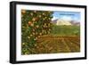 Orange Grove, Santa Clarita, California-null-Framed Art Print