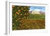 Orange Grove, Santa Clarita, California-null-Framed Art Print