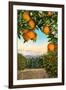 Orange Grove with Mountains in Background-null-Framed Art Print