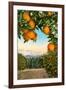 Orange Grove with Mountains in Background-null-Framed Art Print