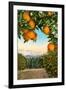 Orange Grove with Mountains in Background-null-Framed Art Print