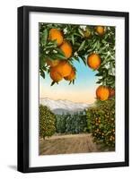 Orange Grove with Mountains in Background-null-Framed Art Print