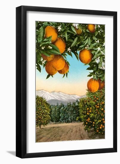 Orange Grove with Mountains in Background-null-Framed Art Print