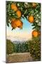 Orange Grove with Mountains in Background-null-Mounted Art Print