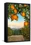 Orange Grove with Mountains in Background-null-Framed Stretched Canvas