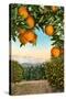 Orange Grove with Mountains in Background-null-Stretched Canvas