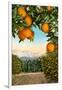 Orange Grove with Mountains in Background-null-Framed Art Print