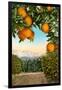 Orange Grove with Mountains in Background-null-Framed Art Print