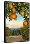 Orange Grove with Mountains in Background-null-Framed Stretched Canvas