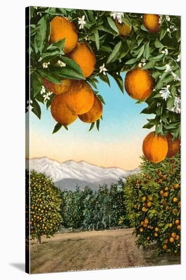 Orange Grove with Mountains in Background-null-Stretched Canvas