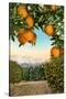 Orange Grove with Mountains in Background-null-Stretched Canvas