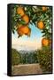 Orange Grove with Mountains in Background-null-Framed Stretched Canvas