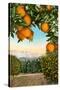 Orange Grove with Mountains in Background-null-Stretched Canvas