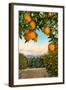 Orange Grove with Mountains in Background-null-Framed Art Print