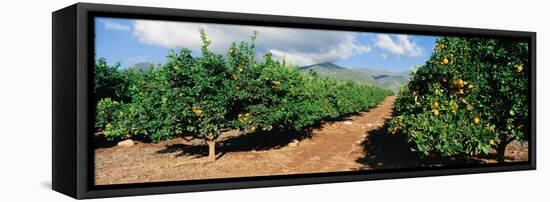 Orange Grove-null-Framed Stretched Canvas