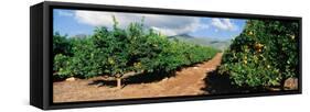 Orange Grove-null-Framed Stretched Canvas