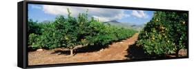 Orange Grove-null-Framed Stretched Canvas