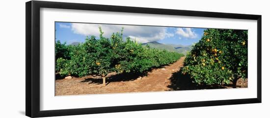 Orange Grove-null-Framed Premium Photographic Print