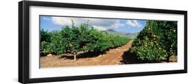 Orange Grove-null-Framed Photographic Print