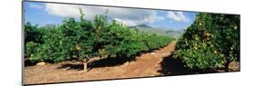 Orange Grove-null-Mounted Photographic Print