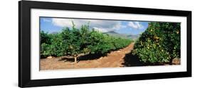 Orange Grove-null-Framed Photographic Print