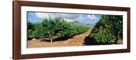 Orange Grove-null-Framed Photographic Print