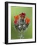 Orange Hawkweed (Fox-And-Cubs) (Pilosella Aurantiaca), Idaho Panhandle Nat'l Forests, Idaho, USA-James Hager-Framed Photographic Print