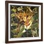 Orange Heleconia-Darrell Hill-Framed Giclee Print