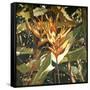 Orange Heleconia-Darrell Hill-Framed Stretched Canvas