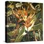 Orange Heleconia-Darrell Hill-Stretched Canvas